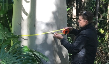 tree landscaping